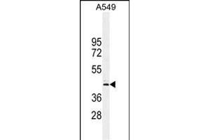 C Antibody (Center) (ABIN654949 and ABIN2844590) western blot analysis in A549 cell line lysates (35 μg/lane). (FAM46D anticorps  (AA 210-239))