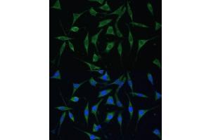 Immunofluorescence analysis of L929 cells using P Polyclonal Antibody (ABIN6133270, ABIN6145194, ABIN6145195 and ABIN6216692) at dilution of 1:100 (40x lens). (KIAA1274 anticorps  (AA 1-300))