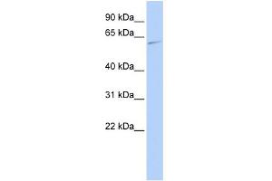 WB Suggested Anti-MAPK15 Antibody Titration: 0. (MAPK15 anticorps  (Middle Region))