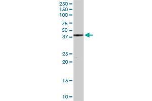 YY1 MaxPab rabbit polyclonal antibody.