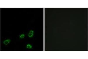 Immunofluorescence analysis of MCF7 cells, using OR52A1 Antibody.