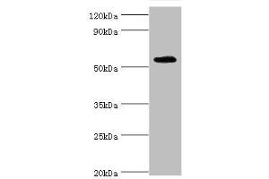 TSEN2 antibody  (AA 1-220)
