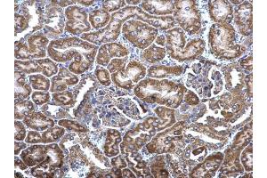 IHC-P Image MCD antibody [N2C1], Internal detects MCD protein at cytosol on mouse kidney by immunohistochemical analysis.