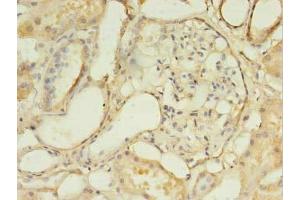 Immunohistochemistry of paraffin-embedded human kidney tissue using ABIN7158230 at dilution of 1:100 (DLEU1 anticorps  (AA 1-78))