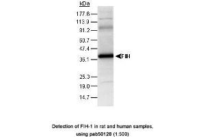 Image no. 2 for anti-Hypoxia Inducible Factor 1, alpha Subunit Inhibitor (HIF1AN) (C-Term) antibody (ABIN363437) (HIF1AN anticorps  (C-Term))