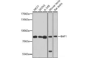 Western blot analysis of extracts of various cell lines using BAP1 Polyclonal Antibody at dilution of 1:1000. (BAP1 anticorps)