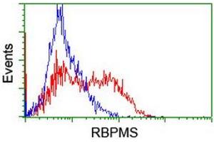 Image no. 2 for anti-RNA Binding Protein with Multiple Splicing (RBPMS) antibody (ABIN1500644) (RBPMS anticorps)