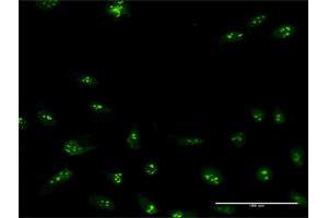 Immunofluorescence of purified MaxPab antibody to NIP7 on HeLa cell. (NIP7 anticorps  (AA 1-180))