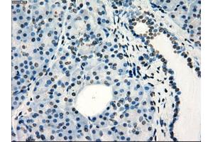 Immunohistochemical staining of paraffin-embedded colon tissue using anti-FRKmouse monoclonal antibody. (FRK anticorps)