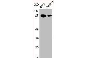 Western Blot analysis of K562 Jurkat cells using Ku-80 Polyclonal Antibody (XRCC5 anticorps  (C-Term))