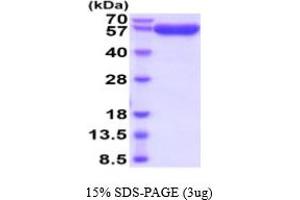 SDS-PAGE (SDS) image for Programmed Cell Death 1 Ligand 2 (PDCD1LG2) (AA 20-200) protein (hIgG-His-tag) (ABIN5854873)