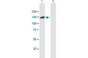 Western Blot analysis of USP20 expression in transfected 293T cell line by USP20 MaxPab polyclonal antibody.