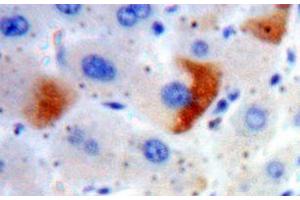 IHC-P analysis of Liver tissue, with DAB staining. (SLC30A8 anticorps  (AA 1-80))
