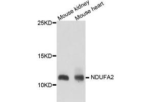 Western blot analysis of extract of various cells, using NDUFA2 antibody. (NDUFA2 anticorps)