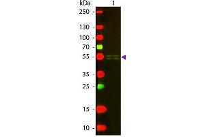 Western blot of Texas conjugated Rabbit Anti-Mouse IgG1 (Gamma 1 chain) secondary antibody. (Lapin anti-Souris IgG1 Anticorps (Texas Red (TR)))