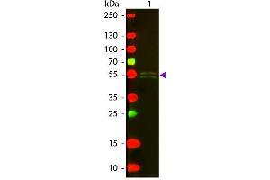 Western blot of Texas conjugated Rabbit Anti-Mouse IgG1 (Gamma 1 chain) secondary antibody. (Lapin anti-Souris IgG1 (Heavy Chain) Anticorps (Texas Red (TR)) - Preadsorbed)