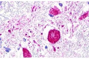 Image no. 2 for anti-MAS1 Oncogene Like Protein (MAS1L) (C-Term) antibody (ABIN1049042) (MAS1L anticorps  (C-Term))