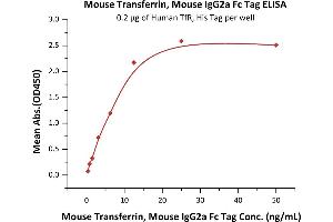 Immobilized Human TfR, His Tag (ABIN2180830,ABIN2180829) at 2 μg/mL (100 μL/well) can bind Mouse Transferrin, Mouse IgG2a Fc Tag, low endotoxin (ABIN5955023,ABIN6253541) with a linear range of 0.