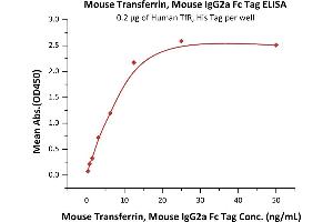 Immobilized Human TfR, His Tag (ABIN2180830,ABIN2180829) at 2 μg/mL (100 μL/well) can bind Mouse Transferrin, Mouse IgG2a Fc Tag, low endotoxin (ABIN5955023,ABIN6253541) with a linear range of 0. (Transferrin Protein (TF) (AA 20-697) (Fc Tag))