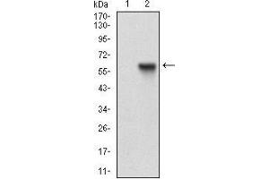 Western blot analysis using RAB27A mAb against HEK293 (1) and RAB27A (AA: FULL(1-221))-hIgGFc transfected HEK293 (2) cell lysate.