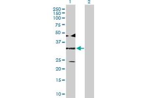 Western Blot analysis of ATF4 expression in transfected 293T cell line by ATF4 MaxPab polyclonal antibody.