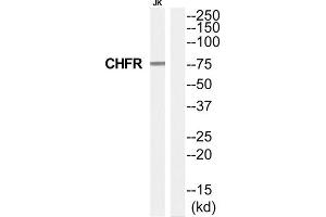 Western Blotting (WB) image for anti-Checkpoint with Forkhead and Ring Finger Domains (CHFR) (Internal Region) antibody (ABIN1852612) (CHFR anticorps  (Internal Region))
