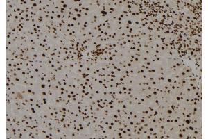 ABIN6278665 at 1/100 staining Mouse liver tissue by IHC-P. (TGIF2LY anticorps)