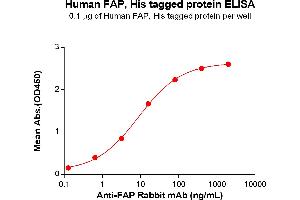 ELISA plate pre-coated by 1 μg/mL (100 μL/well) Human FAP(30-760) Protein, His Tag(ABIN7092782, ABIN7272372 and ABIN7272373) can bind Anti-FAP Rabbit mAb in a linear range of 3.