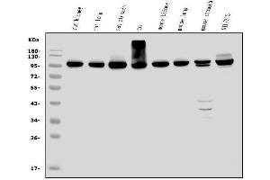 Western blot analysis of EEF2/Elongation factor 2 using anti-EEF2/Elongation factor 2 antibody (ABIN7603142). (EEF2 anticorps  (N-Term))