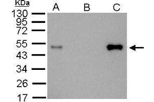 IP Image LDB1antibody immunoprecipitates LDB1 protein in IP experiments. (LIM Domain Binding 1 Protein anticorps)