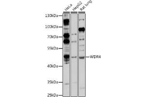 Western blot analysis of extracts of various cell lines, using WDR4 antibody (ABIN7271356) at 1:1000 dilution. (WDR4 anticorps  (AA 20-250))
