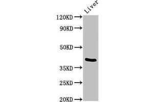 Western Blot Positive WB detected in: Mouse liver tissue All lanes: TRIM54 antibody at 3 μg/mL Secondary Goat polyclonal to rabbit IgG at 1/50000 dilution Predicted band size: 41, 45 kDa Observed band size: 41 kDa (TRIM54 anticorps  (AA 60-358))