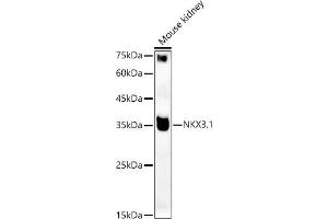 Western blot analysis of extracts of Mouse kidney, using NKX3. (NKX3-1 anticorps)