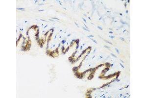 Immunohistochemistry of paraffin-embedded Rat lung using KIAA1456 Polyclonal Antibody at dilution of 1:200 (40x lens).