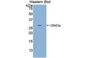 Detection of Recombinant Smad4, Mouse using Polyclonal Antibody to Mothers Against Decapentaplegic Homolog 4 (Smad4) (SMAD4 anticorps  (AA 9-231))