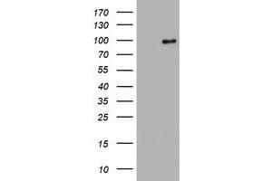Image no. 5 for anti-Splicing Factor 3a, Subunit 1 (SF3A1) (AA 249-568) antibody (ABIN1491272) (SF3A1 anticorps  (AA 249-568))