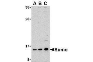 Image no. 1 for anti-Small Ubiquitin Related Modifier Protein 1 (SUMO1) (N-Term) antibody (ABIN318761) (SUMO1 anticorps  (N-Term))