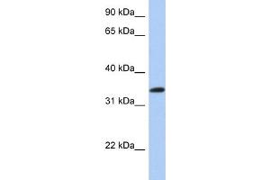 WB Suggested Anti-CREB1 Antibody Titration:  0. (CREB1 anticorps  (N-Term))