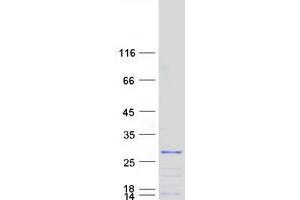 Validation with Western Blot (G Substrate Protein (Gsbs) (Transcript Variant 1) (Myc-DYKDDDDK Tag))