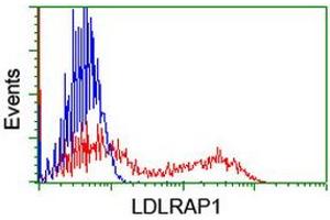 HEK293T cells transfected with either RC206643 overexpress plasmid (Red) or empty vector control plasmid (Blue) were immunostained by anti-LDLRAP1 antibody (ABIN2455229), and then analyzed by flow cytometry. (LDLRAP1 anticorps)