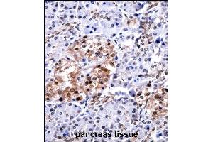 CUGBP1 Antibody (N-term) ((ABIN657957 and ABIN2846902))immunohistochemistry analysis in formalin fixed and paraffin embedded human pancreas tissue followed by peroxidase conjugation of the secondary antibody and DAB staining. (CELF1 anticorps  (N-Term))