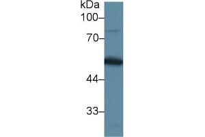 Western blot analysis of Mouse Testis lysate, using Mouse DBP Antibody (1 µg/ml) and HRP-conjugated Goat Anti-Rabbit antibody ( (Vitamin D-Binding Protein anticorps  (AA 395-473))