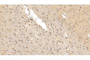 Detection of RLN3 in Rat Cerebrum Tissue using Monoclonal Antibody to Relaxin 3 (RLN3) (Relaxin 3 anticorps  (AA 1-140))
