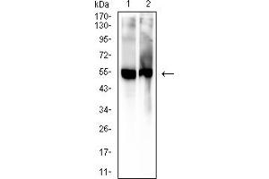 Western blot analysis using 5-hydroxyuridine mouse mAb against mouse serum (1) and rat serum (2) lysate. (5-Hydroxyuridine anticorps)