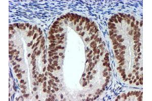 Image no. 7 for anti-Ubiquitin Specific Peptidase 7 (Herpes Virus-Associated) (USP7) antibody (ABIN1498592) (USP7 anticorps)