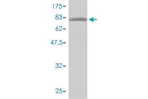 Western Blot detection against Immunogen (86.