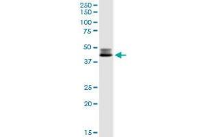 DLST MaxPab rabbit polyclonal antibody.