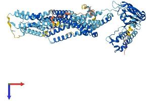 AlphaFold protein structure predicition of Human Recombinant ABCB6 Protein, UniprotID Q9NP58