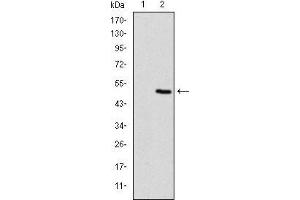 Western blot analysis using TNNI2 mAb against HEK293 (1) and TNNI2(AA: 1-182)-hIgGFc transfected HEK293 (2) cell lysate. (TNNI2 anticorps)