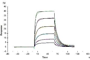 Cynomolgus PD-1, hFc Tag captured on CM5 Chip via Protein A can bind Cynomolgus PD-L2, His Tag with an affinity constant of 0.